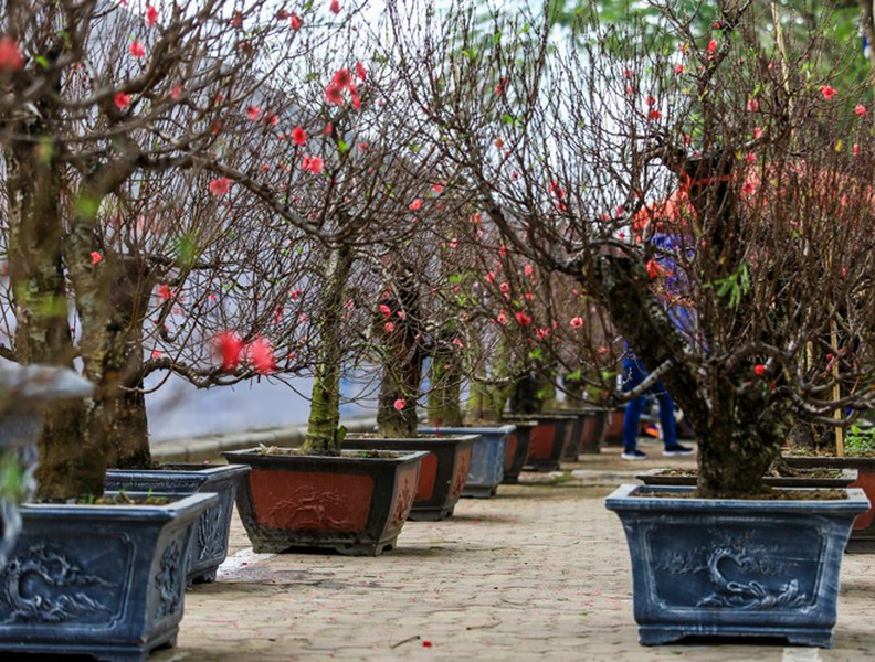 Đào Nhật Tân bung hoa xuống phố